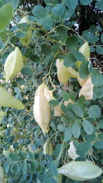 Close-up of fruits growing on tree