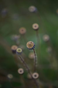 Close-up of flower bud on land