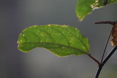 Close-up of raindrops on leaves