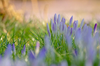 Close-up of purple crocus flowers on field