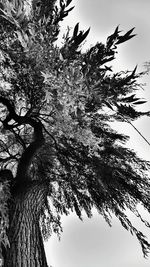 Low angle view of tree against clear sky