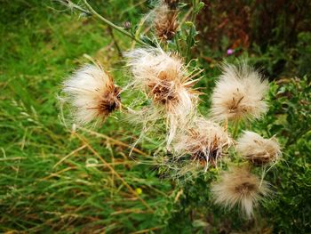 Close-up of dandelion flower