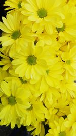 Full frame shot of yellow flowers blooming outdoors