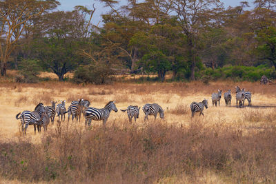 View of horses on grass