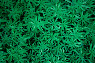 Full frame shot of plants