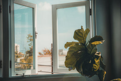 Close-up of potted plant by window at home