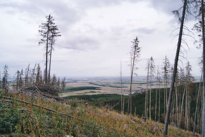 Dead trees and forest because of bark beetles in harz, germany