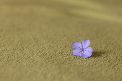 Close up of purple flower