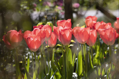 Close-up of red tulip flowers