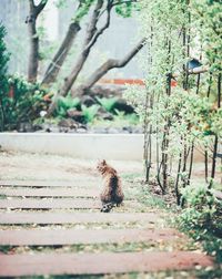 Cat sitting on grass