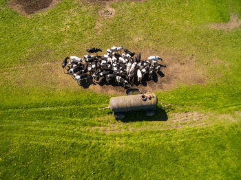 Aerial view of cows grazing on grass