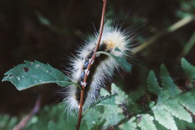 Close-up of insect on plant