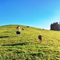 Dog standing on grassy field