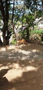 View of a tree in zoo