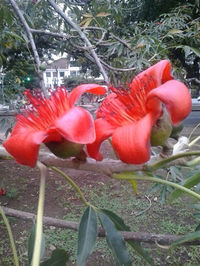 Close-up of red flowers