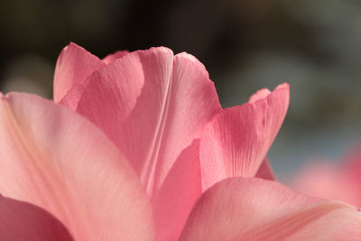 Close-up of pink flower