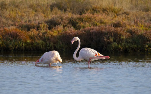 Swans in a lake