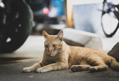 Portrait of a cat resting