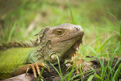 A green iguana in kingston, jamaica.