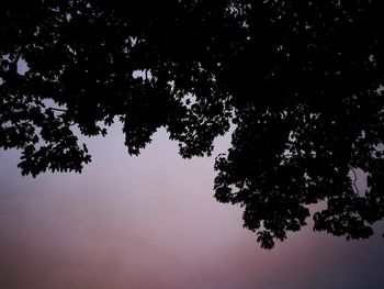 Low angle view of silhouette tree against sky