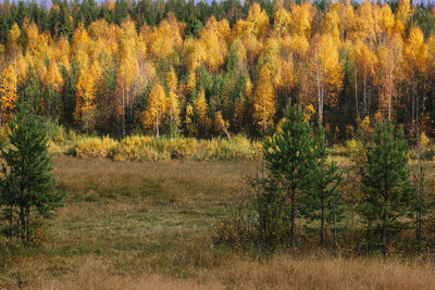 View of autumnal trees in forest