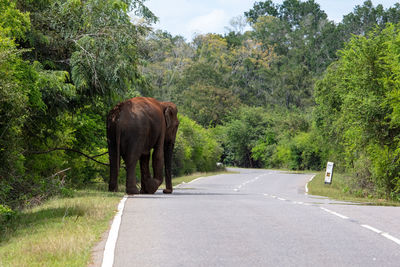 Elephants walking on road