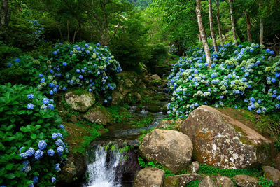 Scenic view of waterfall in forest