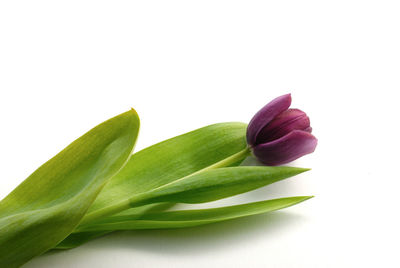 Close-up of purple flowering plant against white background