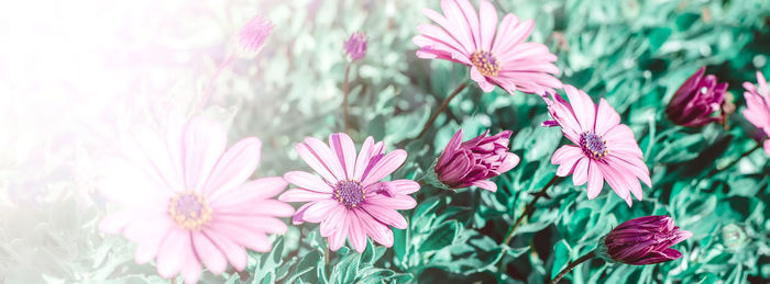 Close-up of pink flowering plants