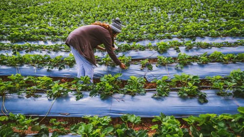 Young woman harvesting in agricultural field