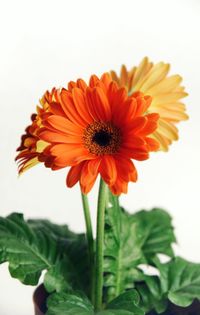 Close-up of orange flowering plant