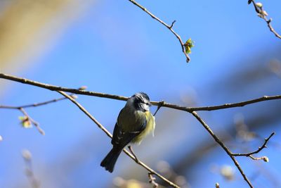 Low angle view of bluetit perching on branch against sky