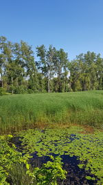 Scenic view of field against clear sky