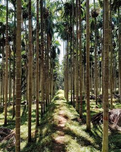 View of trees in forest