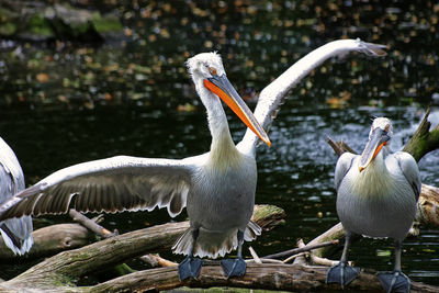 Close-up of pelican