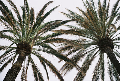 Low angle view of palm trees against clear sky