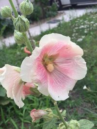 Close-up of pink hibiscus blooming outdoors