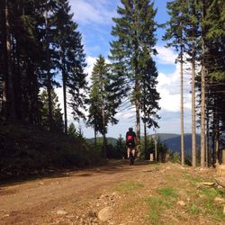 Rear view of man cycling on road in forest