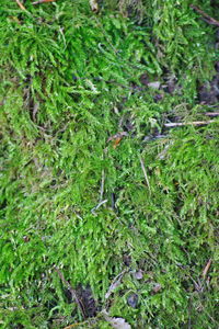 Full frame shot of plants growing on land