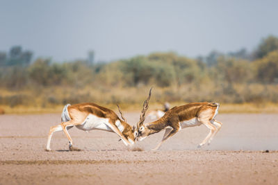 View of giraffe running on land