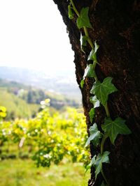 Close-up of fresh green plant in field