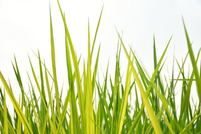 Close-up of fresh green grass against sky