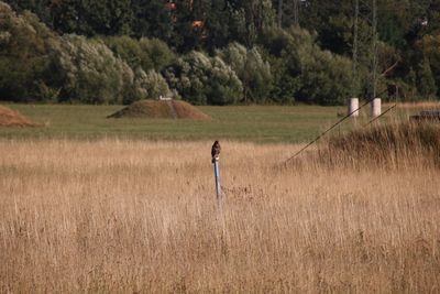 Side view of birds perching pole in field