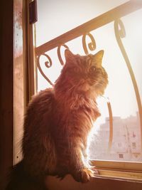 Cat sitting by window at home