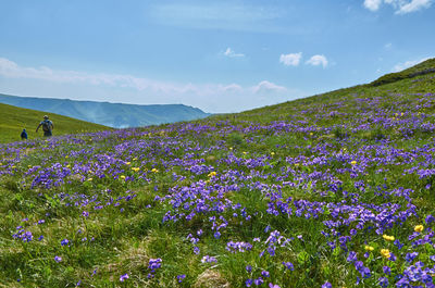 Scenic view of purple flowering plants on field against sky