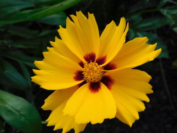 Close-up of yellow flower