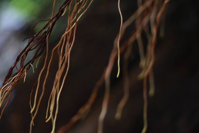 Close-up of dry leaf on land