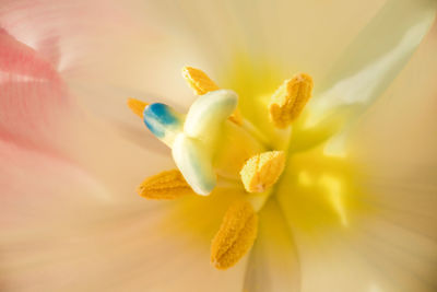 Close-up of yellow flowering plant