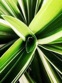 Detail shot of palm leaves