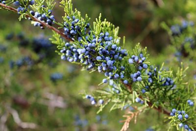 Close-up of purple flowers on tree